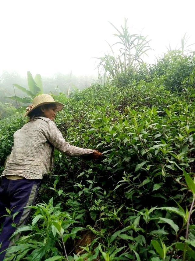 Đồng bào vùng cao góp rau củ quả, hướng về đồng bằng cùng chống dịch - 1 Đồng bào vùng cao góp rau củ quả, hướng về đồng bằng cùng chống dịch - 1