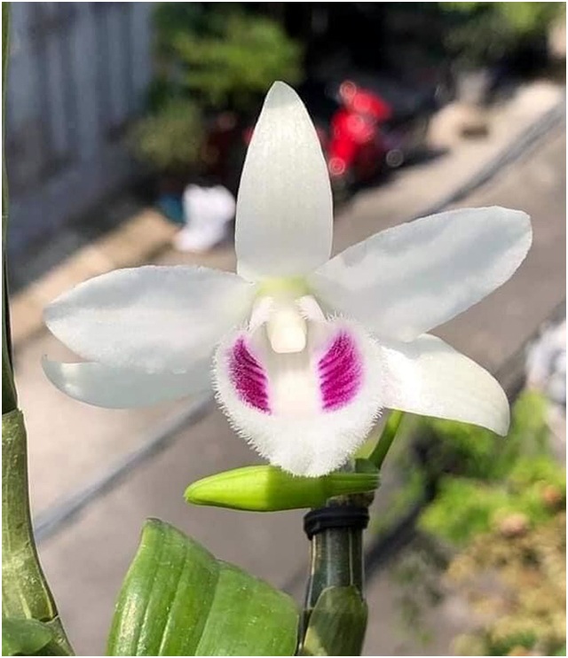Bốn trò bẩn của nhà vườn khiến người chơi lan ăn trái đắng - 2 Bốn trò bẩn của nhà vườn khiến người chơi lan ăn trái đắng - 2