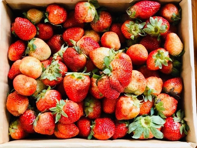 Những loại trái cây hàng đầu ngăn ngừa bệnh ung thư - 1 Những loại trái cây hàng đầu ngăn ngừa bệnh ung thư - 1