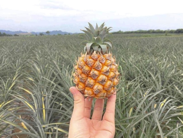 Những loại trái cây hàng đầu ngăn ngừa bệnh ung thư - 2 Những loại trái cây hàng đầu ngăn ngừa bệnh ung thư - 2