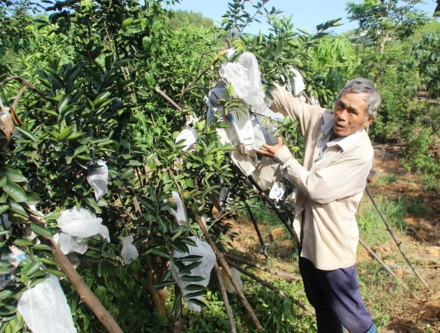 Những nông dân biến những đồi đất cằn cỗi “đẻ” ra tiền tỷ - 2 Những nông dân biến những đồi đất cằn cỗi “đẻ” ra tiền tỷ - 2