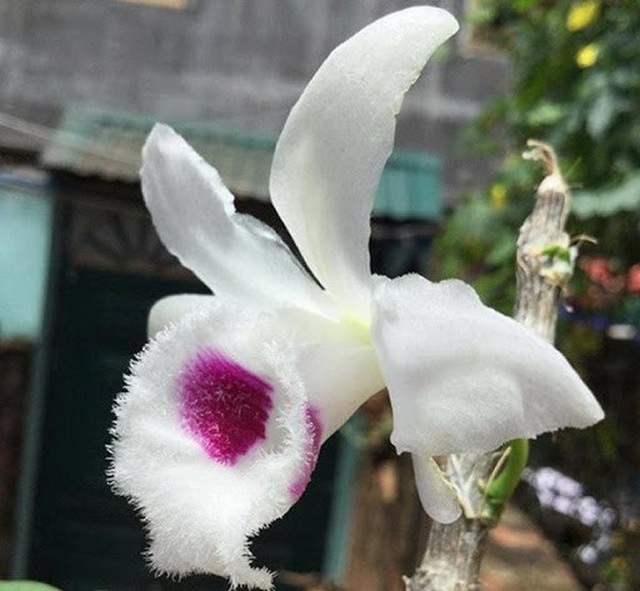 Những cú lừa khiến nạn nhân khánh kiệt trong cơn sốt lan đột biến tiền tỷ - 4 Những cú lừa khiến nạn nhân khánh kiệt trong cơn sốt lan đột biến tiền tỷ - 4