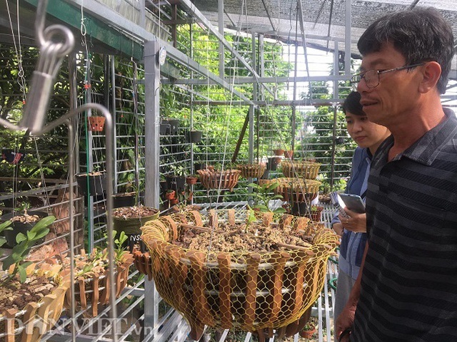 Những cú lừa khiến nạn nhân khánh kiệt trong cơn sốt lan đột biến tiền tỷ - 1 Những cú lừa khiến nạn nhân khánh kiệt trong cơn sốt lan đột biến tiền tỷ - 1