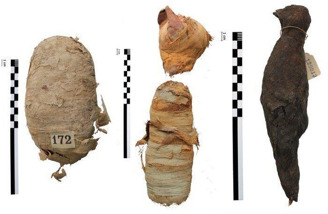 Bí ẩn các xác ướp động vật Ai Cập cổ đại - 1
