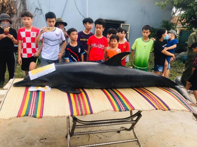 “Cá Ông” nặng gần 3 tạ chết trên sông Trường Giang - 1