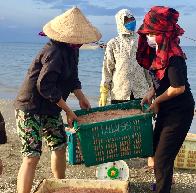 Hà Tĩnh: Ngư dân trúng mùa ruốc biển - 7 Hà Tĩnh: Ngư dân trúng mùa ruốc biển - 7