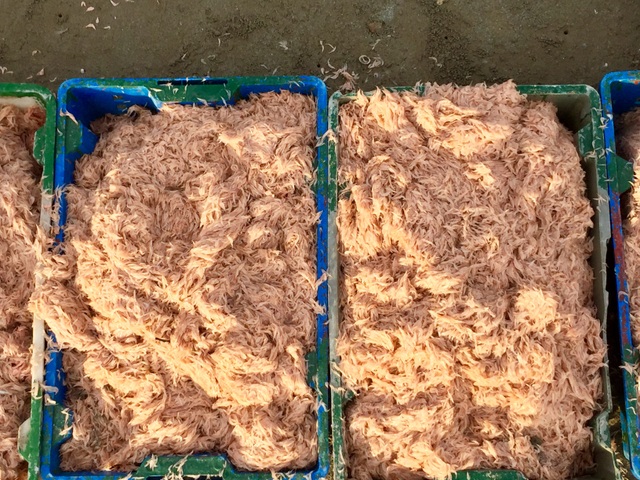 Hà Tĩnh: Ngư dân trúng mùa ruốc biển - 11 Hà Tĩnh: Ngư dân trúng mùa ruốc biển - 11