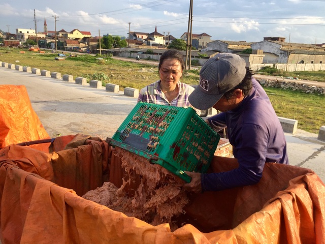 Hà Tĩnh: Ngư dân trúng mùa ruốc biển - 9 Hà Tĩnh: Ngư dân trúng mùa ruốc biển - 9