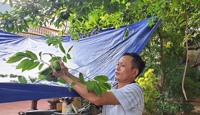 Kiếm tiền triệu từ thứ quả ...rơi bị bà dịp Rằm tháng 7 - 8 Kiếm tiền triệu từ thứ quả ...rơi bị bà dịp Rằm tháng 7 - 8