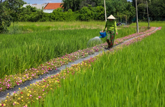 Đường hoa mười giờ.jpg