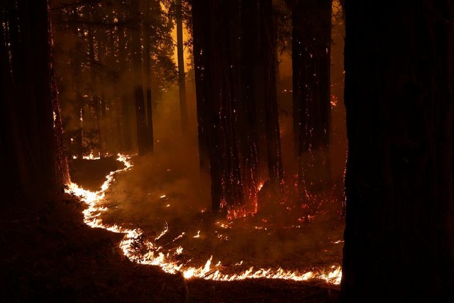 650 đám cháy rừng càn quét bang California, 7 người chết - 14