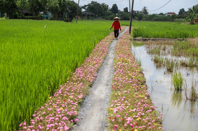 Đường hoa mười giờ.jpg