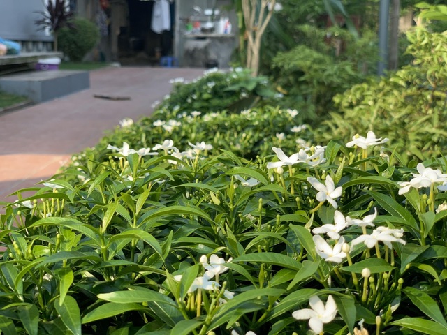 Nhà vườn 2 tỷ đồng với sân vườn ao cá “ngắm mây giăng” ở Tam Đảo - 12 Nhà vườn 2 tỷ đồng với sân vườn ao cá “ngắm mây giăng” ở Tam Đảo - 12