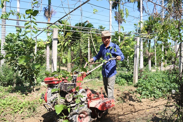 Bắt vườn tạp “đẻ” trăm triệu đồng/năm, thương binh thoát nghèo bền vững - 3 Bắt vườn tạp “đẻ” trăm triệu đồng/năm, thương binh thoát nghèo bền vững - 3