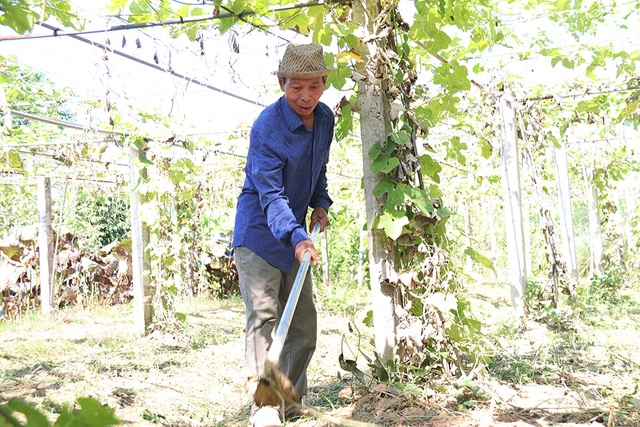 Bắt vườn tạp “đẻ” trăm triệu đồng/năm, thương binh thoát nghèo bền vững - 4 Bắt vườn tạp “đẻ” trăm triệu đồng/năm, thương binh thoát nghèo bền vững - 4