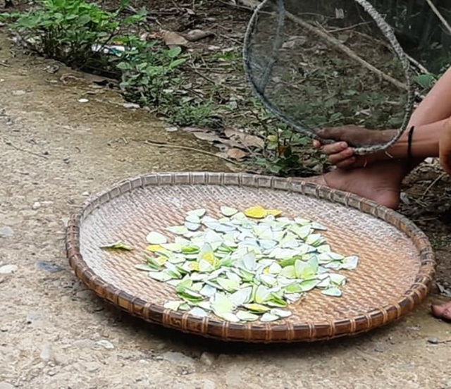 Trên 2 vạn người dân ở huyện biên giới Nghệ An cần gạo cứu đói - 7 Trên 2 vạn người dân ở huyện biên giới Nghệ An cần gạo cứu đói - 7