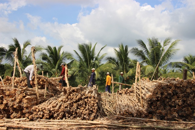 Cà Mau: Nghề vác cừ tràm thuê ở miệt vùng U Minh Hạ - 4 Cà Mau: Nghề vác cừ tràm thuê ở miệt vùng U Minh Hạ - 4
