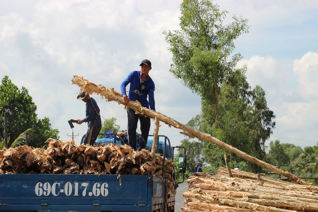 Cà Mau: Nghề vác cừ tràm thuê ở miệt vùng U Minh Hạ - 3 Cà Mau: Nghề vác cừ tràm thuê ở miệt vùng U Minh Hạ - 3