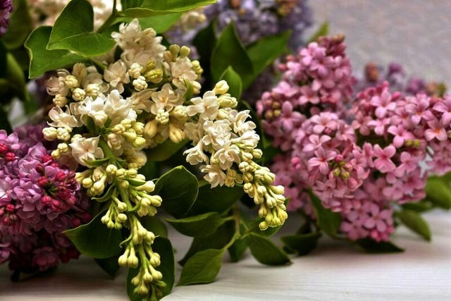 Những bông hoa tuyệt đẹp nhưng rơi là... vỡ vụn - 2 Những bông hoa tuyệt đẹp nhưng rơi là... vỡ vụn - 2