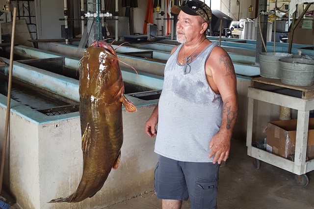 Cá trê dài 1,2m nặng 31,7 kg cắn câu - 1 Cá trê dài 1,2m nặng 31,7 kg cắn câu - 1