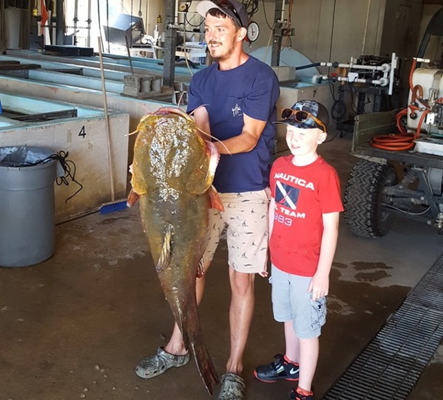 Cá trê dài 1,2m nặng 31,7 kg cắn câu - 3 Cá trê dài 1,2m nặng 31,7 kg cắn câu - 3
