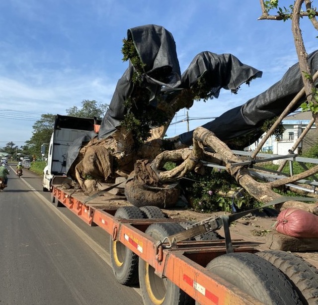 A giant tree of more than 300 km, was discovered up to Dak Nong - 2