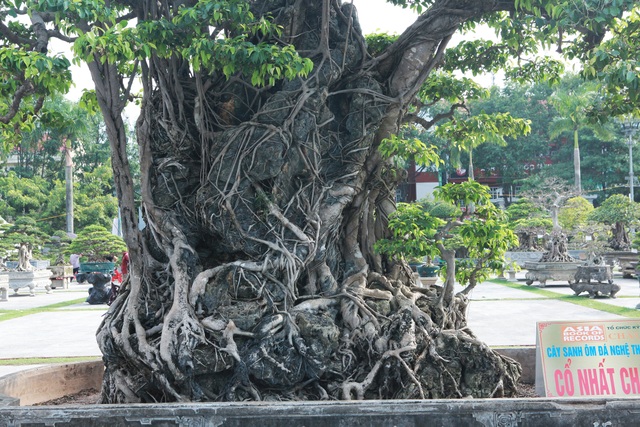 Sanh lá mũi hài ký đá cổ nhất châu Á, đại gia đổi 8 lô đất vẫn không bán