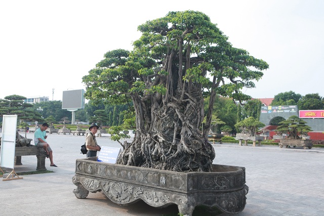 Sanh lá mũi hài ký đá cổ nhất châu Á, đại gia đổi 8 lô đất vẫn không bán