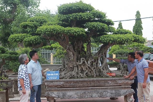 Báu vật hiếm có khó tìm, đại gia trả triệu đô chủ nhân vẫn quyết không bán - 8