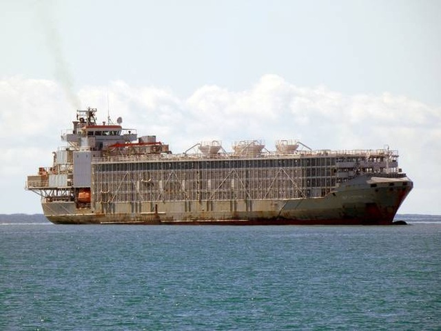 A ship carrying 43 sailors and 6,000 head of cattle sank off the coast of Japan - 1