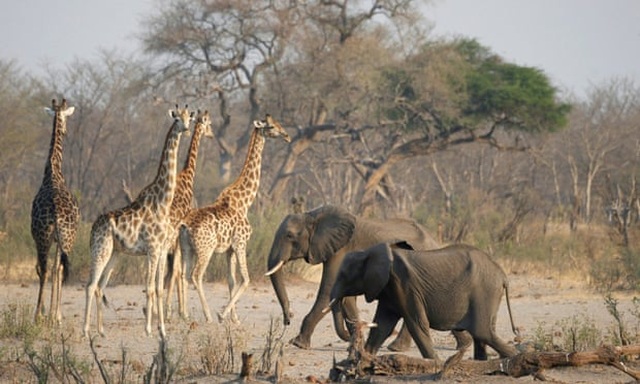 Người Zimbabwe lo công ty khai mỏ Trung Quốc tàn phá khu bảo tồn tự nhiên - 1 Người Zimbabwe lo công ty khai mỏ Trung Quốc tàn phá khu bảo tồn tự nhiên - 1