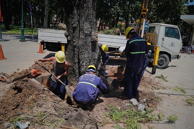TPHCM: Đốn hạ cây xanh trước Hội trường Thống Nhất - 3 TPHCM: Đốn hạ cây xanh trước Hội trường Thống Nhất - 3
