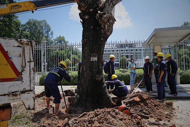 TPHCM: Đốn hạ cây xanh trước Hội trường Thống Nhất - 5 TPHCM: Đốn hạ cây xanh trước Hội trường Thống Nhất - 5