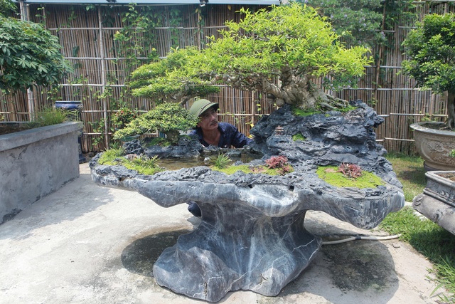 Mãn nhãn với bộ sưu tập mai chiếu thủy đột biến vô cùng độc đáo ở Hà Nội - 1 Mãn nhãn với bộ sưu tập mai chiếu thủy đột biến vô cùng độc đáo ở Hà Nội - 1