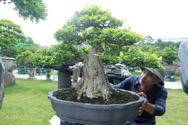 Mãn nhãn với bộ sưu tập mai chiếu thủy đột biến vô cùng độc đáo ở Hà Nội - 13 Mãn nhãn với bộ sưu tập mai chiếu thủy đột biến vô cùng độc đáo ở Hà Nội - 13
