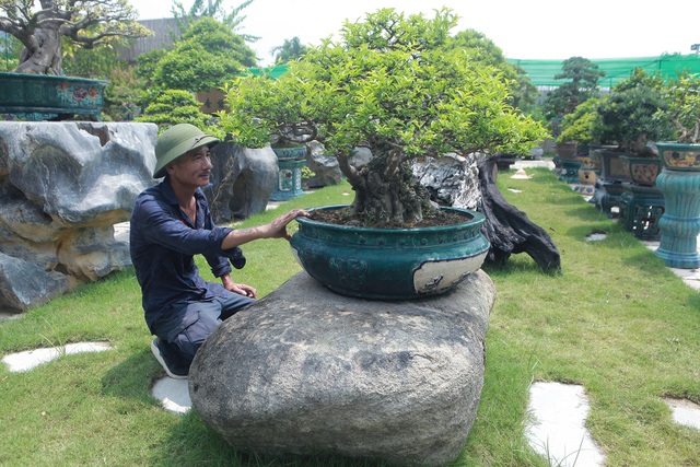 Mãn nhãn với bộ sưu tập mai chiếu thủy đột biến vô cùng độc đáo ở Hà Nội - 14 Mãn nhãn với bộ sưu tập mai chiếu thủy đột biến vô cùng độc đáo ở Hà Nội - 14