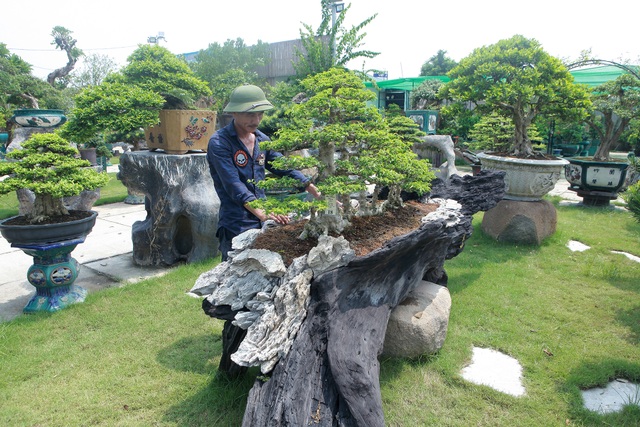 Mãn nhãn với bộ sưu tập mai chiếu thủy đột biến vô cùng độc đáo ở Hà Nội - 4 Mãn nhãn với bộ sưu tập mai chiếu thủy đột biến vô cùng độc đáo ở Hà Nội - 4