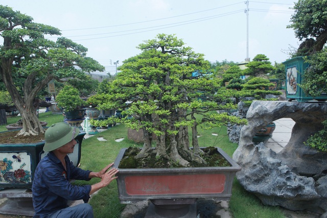 Mãn nhãn với bộ sưu tập mai chiếu thủy đột biến vô cùng độc đáo ở Hà Nội - 6 Mãn nhãn với bộ sưu tập mai chiếu thủy đột biến vô cùng độc đáo ở Hà Nội - 6