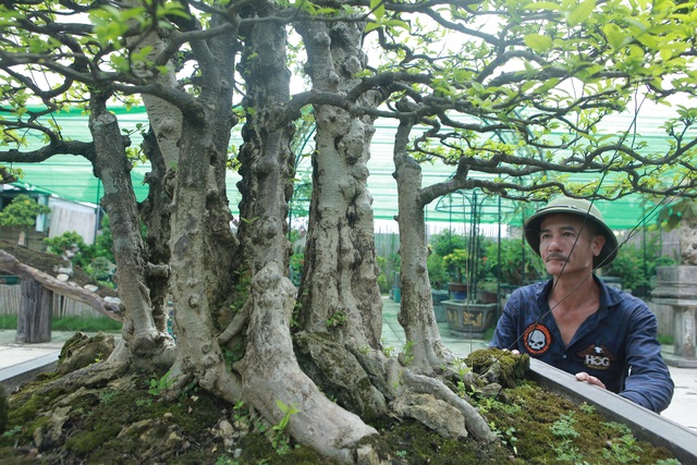 Mãn nhãn với bộ sưu tập mai chiếu thủy đột biến vô cùng độc đáo ở Hà Nội - 7 Mãn nhãn với bộ sưu tập mai chiếu thủy đột biến vô cùng độc đáo ở Hà Nội - 7