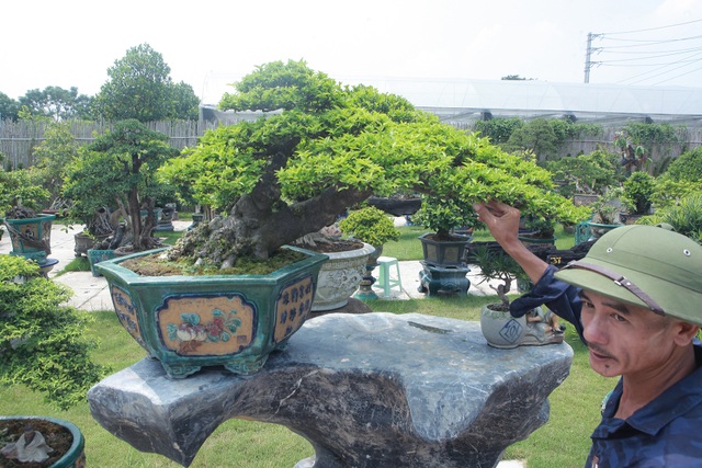 Mãn nhãn với bộ sưu tập mai chiếu thủy đột biến vô cùng độc đáo ở Hà Nội - 8 Mãn nhãn với bộ sưu tập mai chiếu thủy đột biến vô cùng độc đáo ở Hà Nội - 8