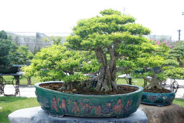 Mãn nhãn với bộ sưu tập mai chiếu thủy đột biến vô cùng độc đáo ở Hà Nội - 9 Mãn nhãn với bộ sưu tập mai chiếu thủy đột biến vô cùng độc đáo ở Hà Nội - 9