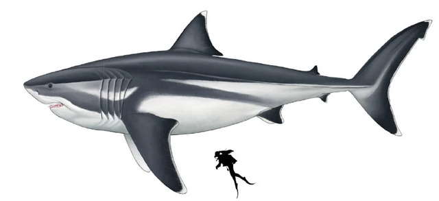 Cá mập sát thủ Megalodon khổng lồ cổ đại thực sự lớn thế nào? - 1 Cá mập sát thủ Megalodon khổng lồ cổ đại thực sự lớn thế nào? - 1