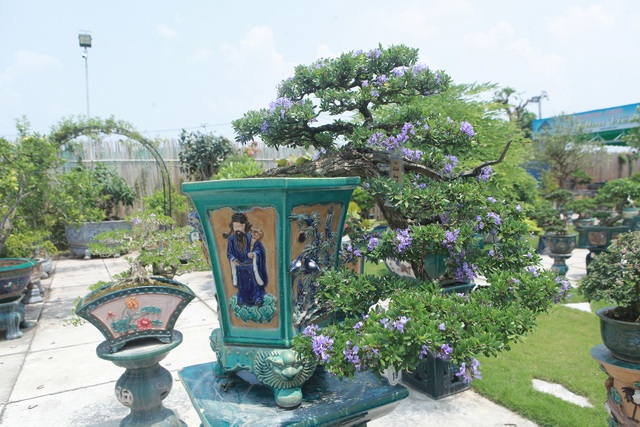Mục sở thị khu vườn gần 1.000 cây cảnh bonsai hiếm có đất Hà Thành - 10 Mục sở thị khu vườn gần 1.000 cây cảnh bonsai hiếm có đất Hà Thành - 10
