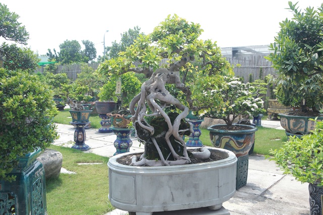 Mục sở thị khu vườn gần 1.000 cây cảnh bonsai hiếm có đất Hà Thành - 12 Mục sở thị khu vườn gần 1.000 cây cảnh bonsai hiếm có đất Hà Thành - 12