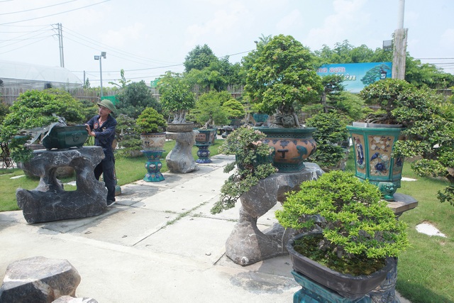 Mục sở thị khu vườn gần 1.000 cây cảnh bonsai hiếm có đất Hà Thành - 3 Mục sở thị khu vườn gần 1.000 cây cảnh bonsai hiếm có đất Hà Thành - 3