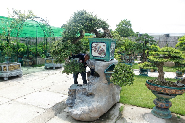 Mục sở thị khu vườn gần 1.000 cây cảnh bonsai hiếm có đất Hà Thành - 8 Mục sở thị khu vườn gần 1.000 cây cảnh bonsai hiếm có đất Hà Thành - 8