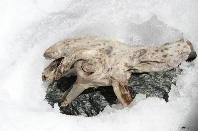 Tìm thấy xác ướp sơn dương đóng băng cực hiếm trên dãy Alps - 1