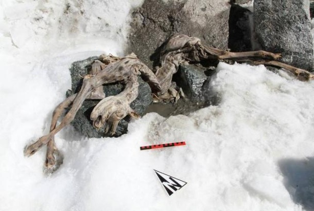 Tìm thấy xác ướp sơn dương đóng băng cực hiếm trên dãy Alps - 2