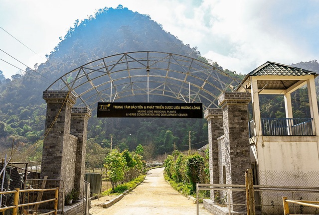 Làm sống lại những cây thuốc truyền thống - 2 Làm sống lại những cây thuốc truyền thống - 2