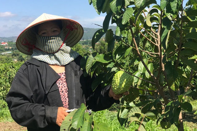Lợn ăn sâm, trâu uống rượu... hàng lạ bán cho nhà giàu - 4 Lợn ăn sâm, trâu uống rượu... hàng lạ bán cho nhà giàu - 4